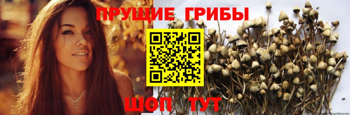 Псилоцибиновые грибы Psilocybe Нефтеюганск